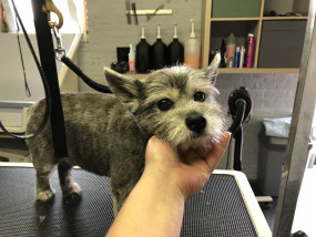 Kruising Beau na zijn trimbeurt in het hondenkapsalon ine’s Trimpaleis te Heusden-Zolder