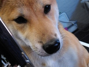 Shiba Inu op de trimtafel in het hondenkapsalon ine's trimpaleis te Heusden-Zolder