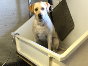 Labrador in bad in het hondenkapsalon ine's trimpaleis te Heusden-Zolder